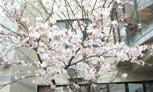 当院の桜