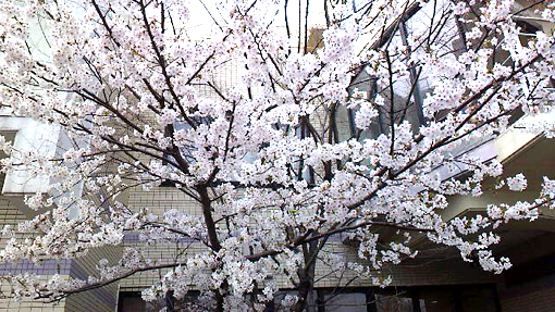 cherryblossoms